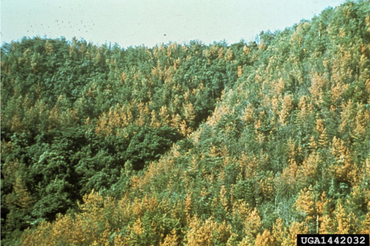 Pine-wood nematode National Diagnostic Protocol (NDP 51) endorsed image