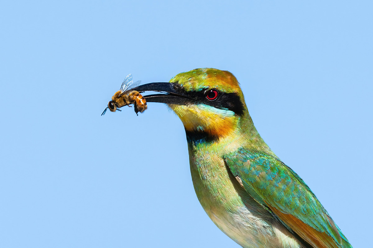 Expanding Rainbow bee-eater pellet diagnostics up north image