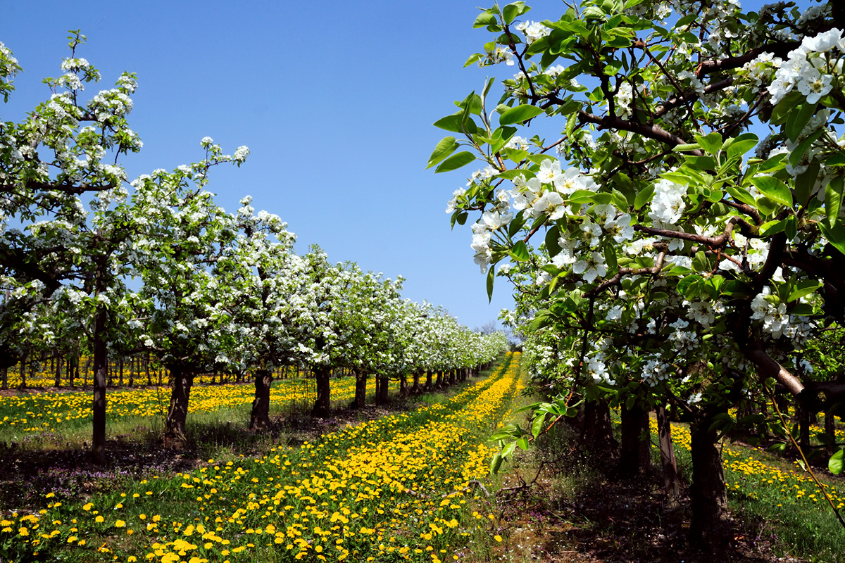 PHA facilitates Apple and Pear Biosecurity Plan meeting image