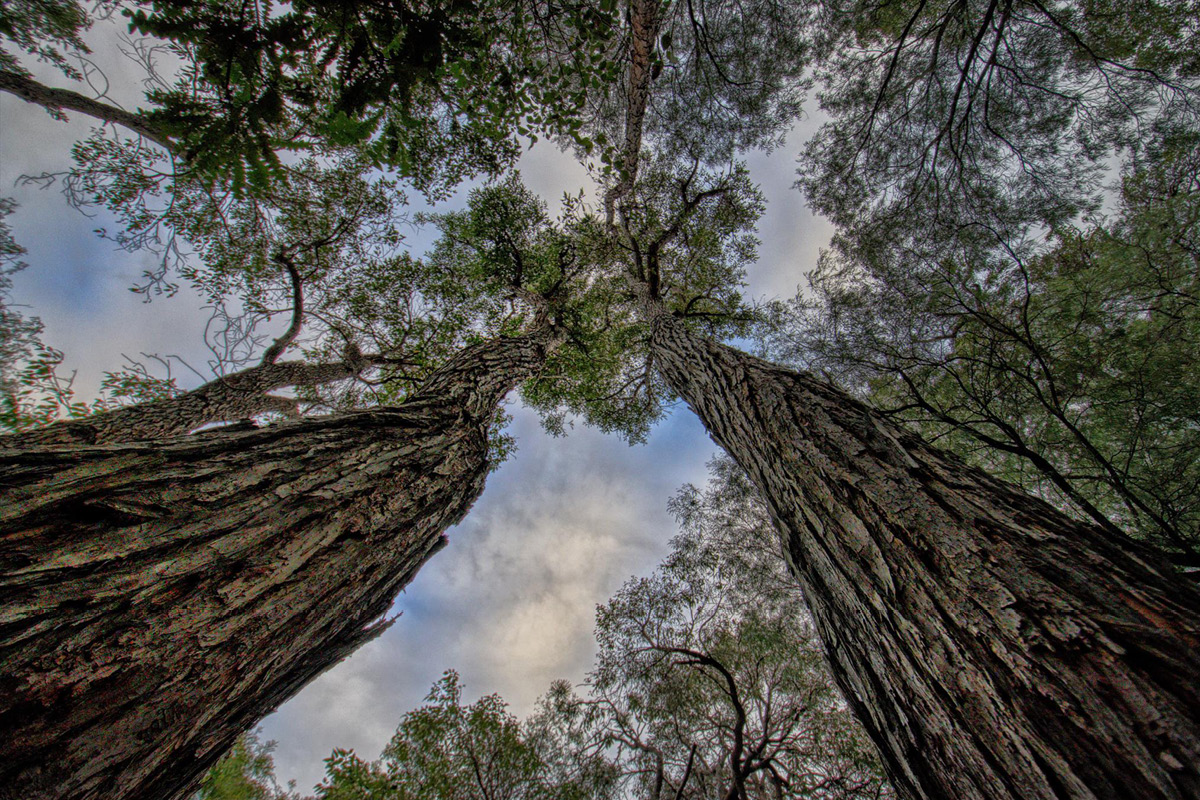 Have your say: National Action Plan for Pests of Trees and Timber image