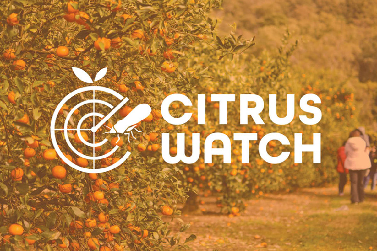 Recording: CitrusWatch annual webinar image
