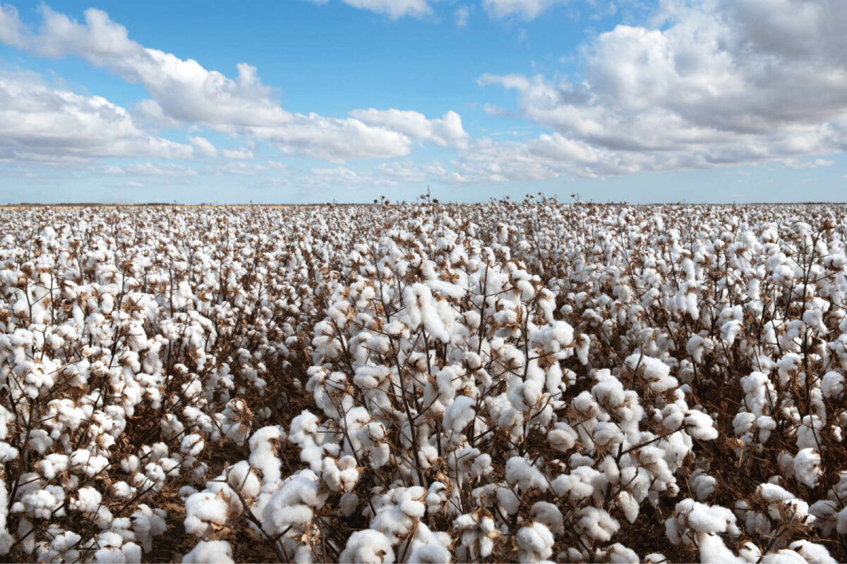 PHA strengthens partnership with the cotton industry image