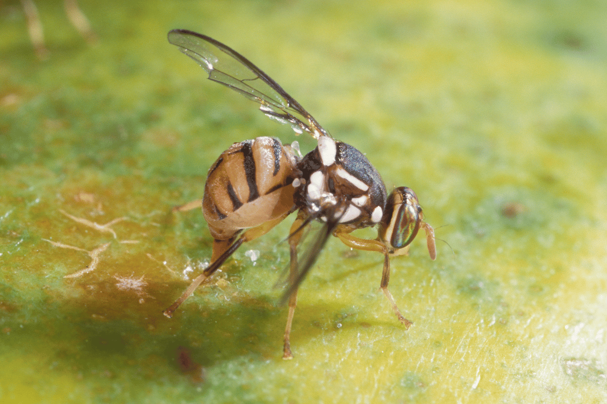 Exercise Motus: preparing for Oriental fruit fly threat image