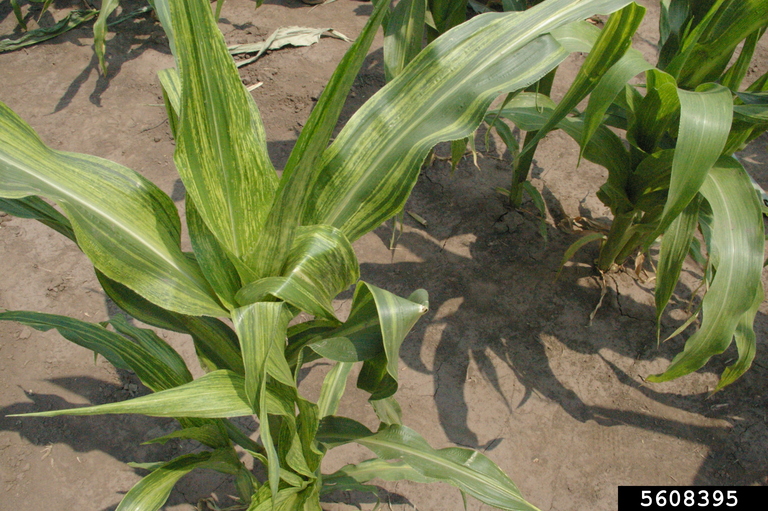 Endorsed National Protocol strengthens defence against maize dwarf mosaic virus image