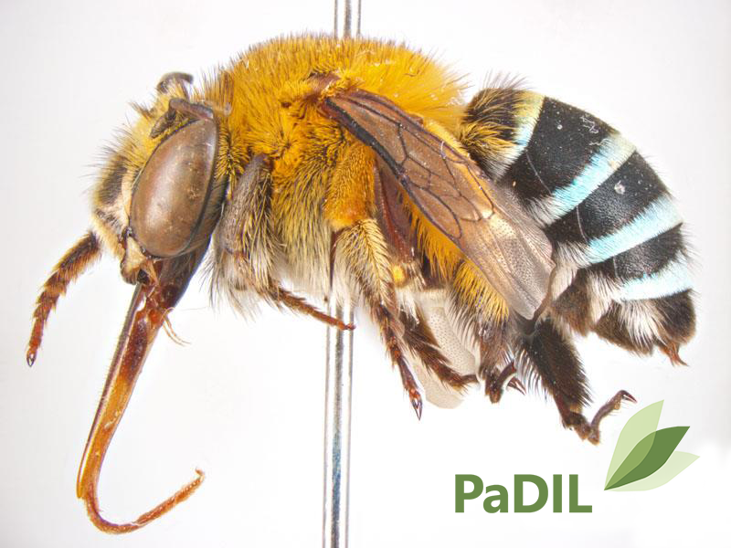 Blue-banded bee wins Australian Insect of the Year image