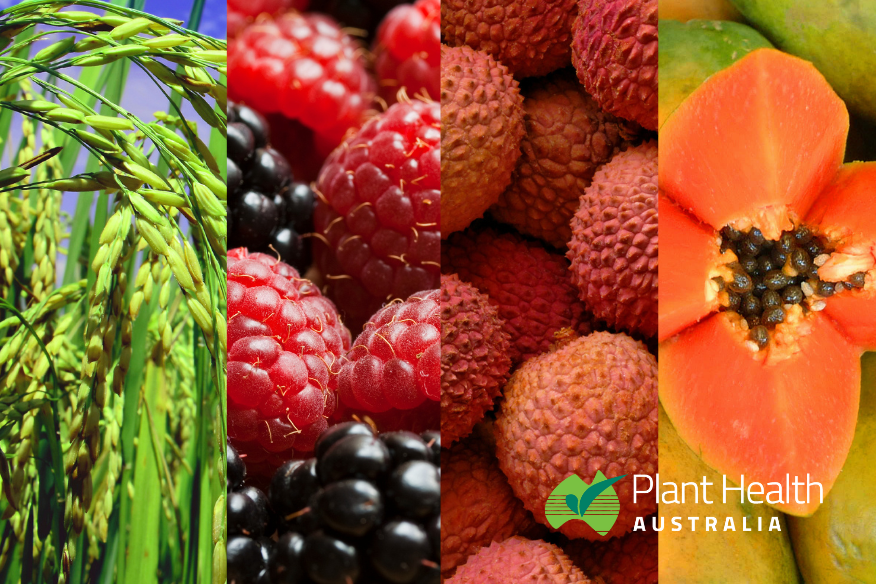 PHA leads biosecurity planning to safeguard plant industries image