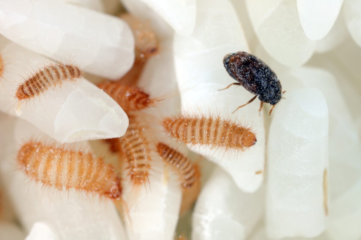 Safeguarding Australia’s grains industry from exotic pests image