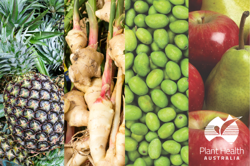 PHA leads biosecurity planning efforts to protect plant industries image