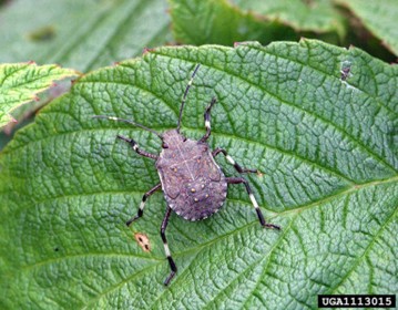Staying one step ahead of the Brown marmorated stink bug image