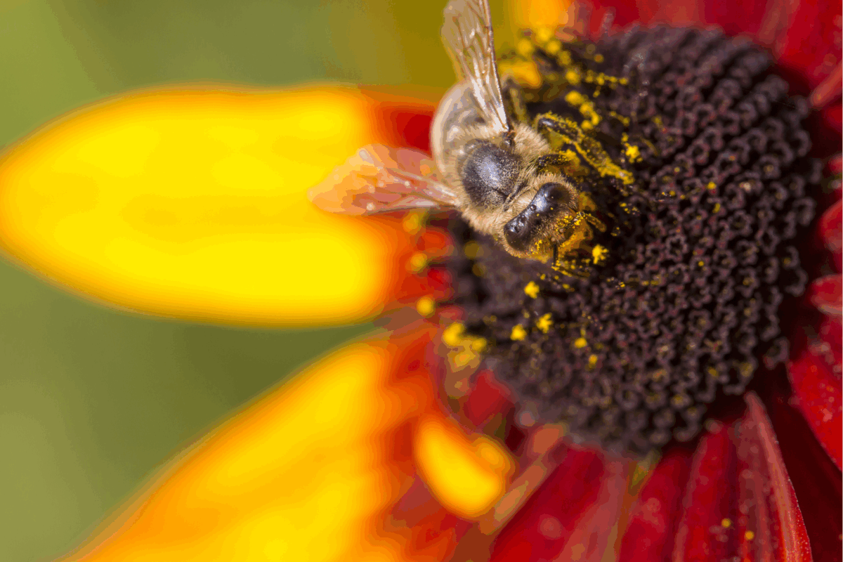 Shaping the future of the National Bee Pest Surveillance Program image