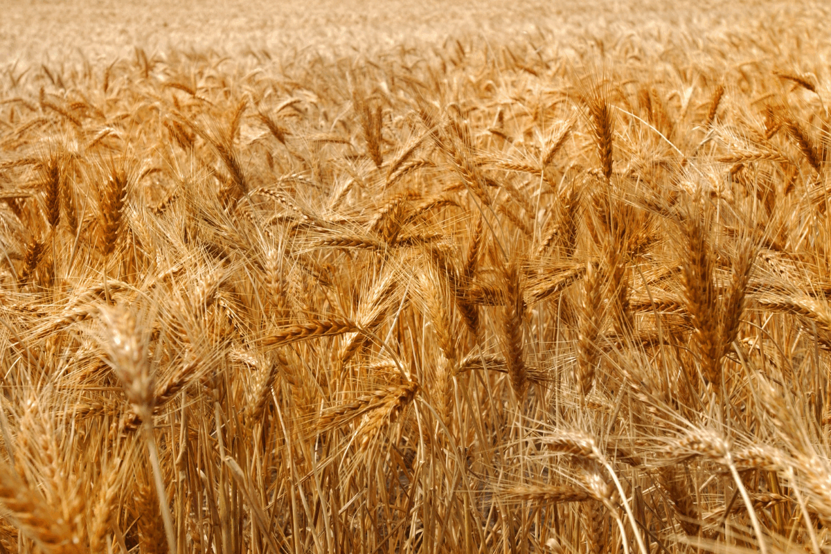 New five-year simulation exercise program for the grains industry image