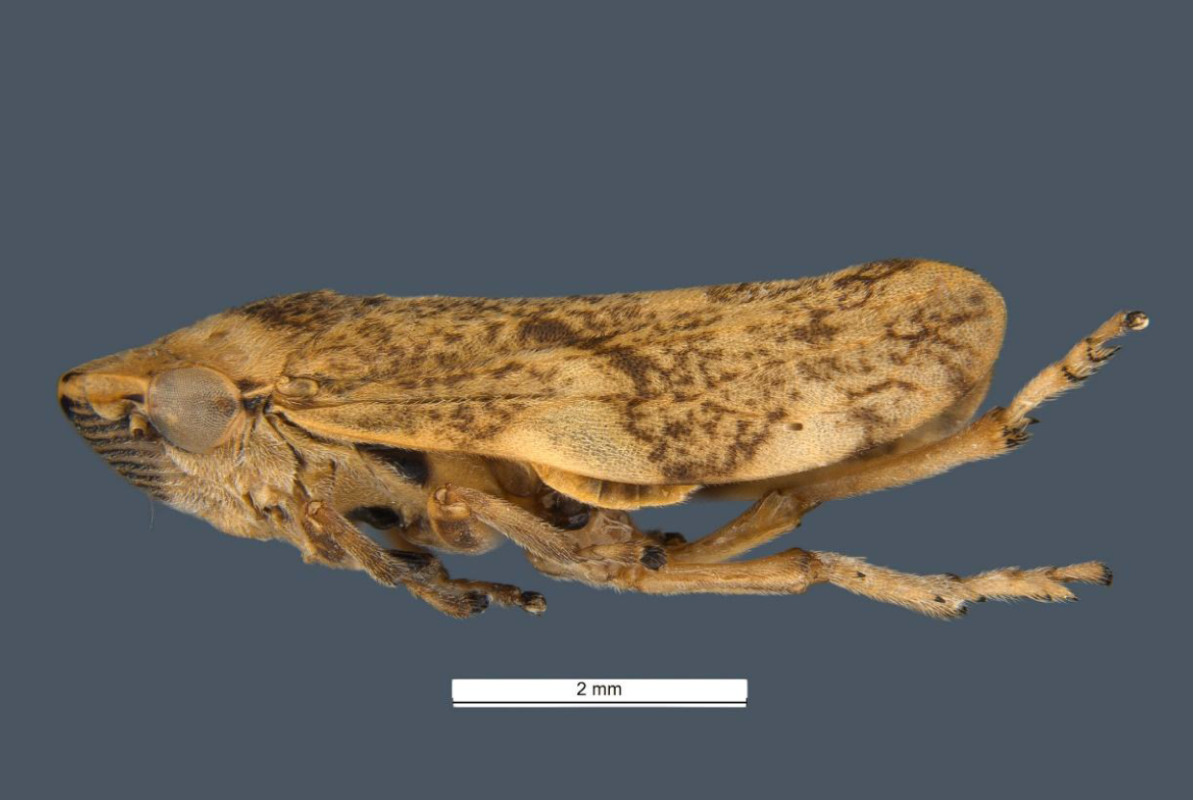 New NDP endorsed for meadow spittlebug (Philaenus spumarius) image