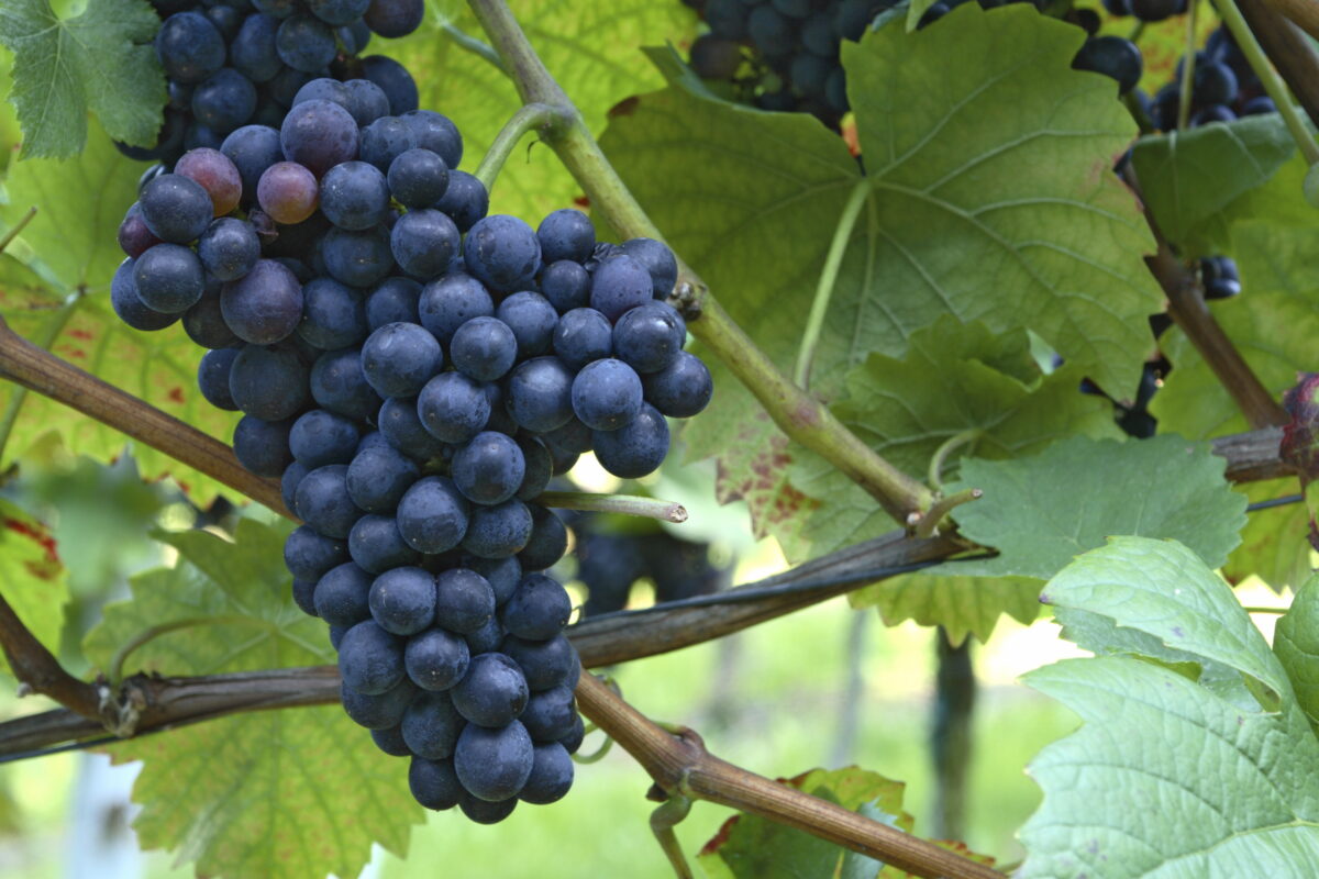 Strengthening vineyard biosecurity image