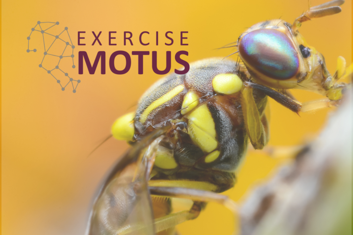 Testing Australia’s response to exotic fruit fly threats image