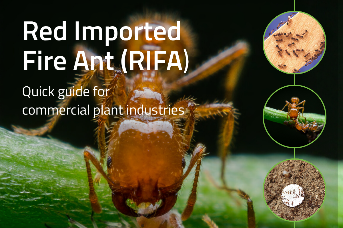 PHA launches new Red Imported Fire Ant Quick Guide image