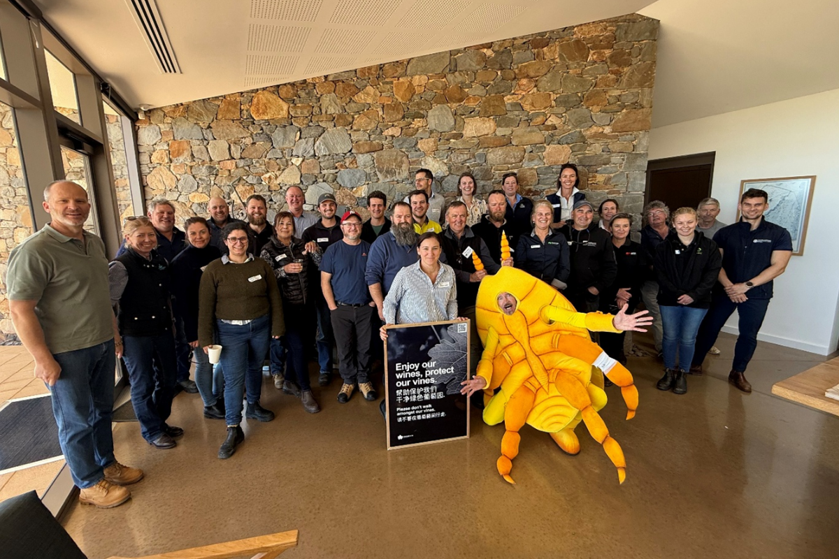 Phylloxera preparedness tested with Barossa grape and wine producers image