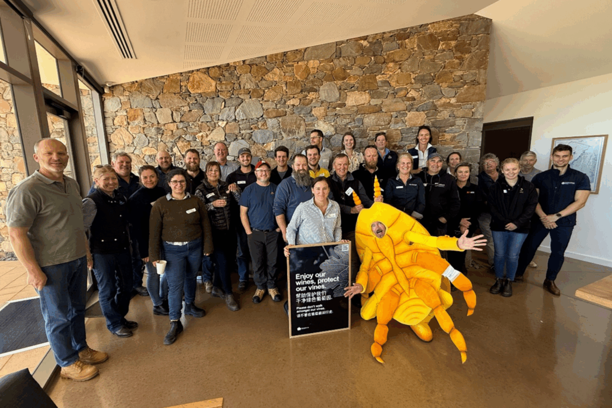 Phylloxera preparedness tested with Barossa grape and wine producers image