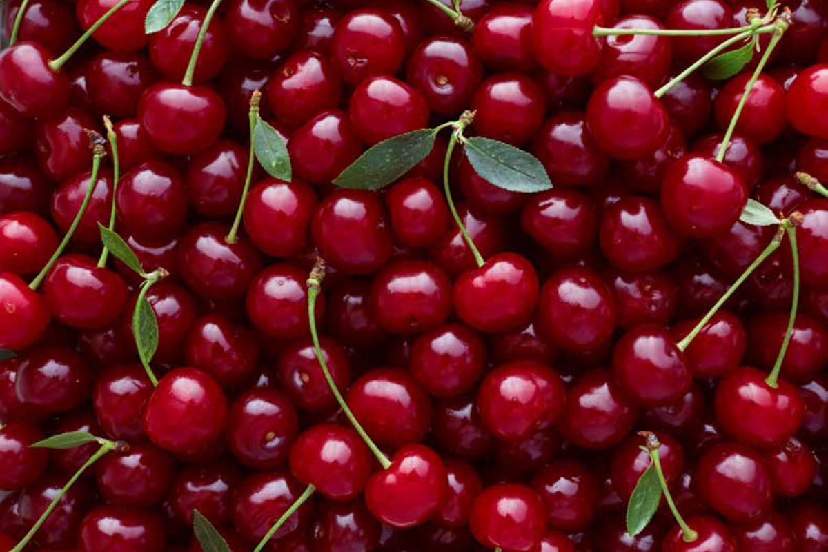 Cherry industry developing new plan to strengthen biosecurity image