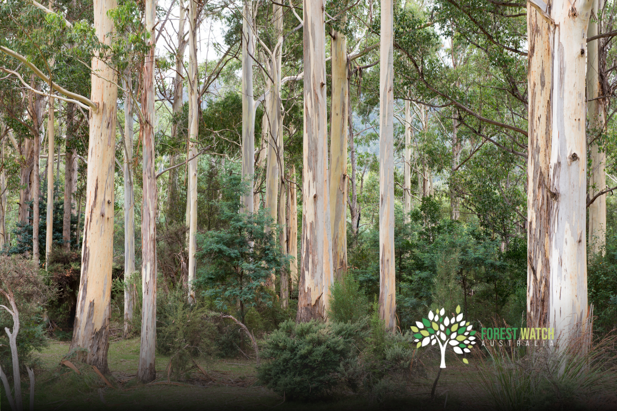 A tree-mendous year for Forest Watch Australia image