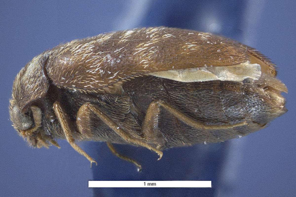Factsheet helps grains industry guard against Khapra beetle image
