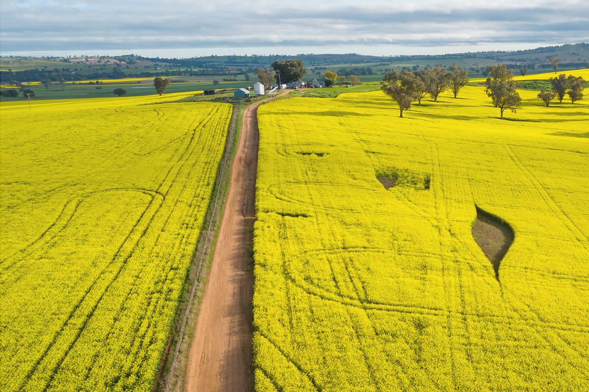 Plant biosecurity in action: PHA highlights from 2025 image