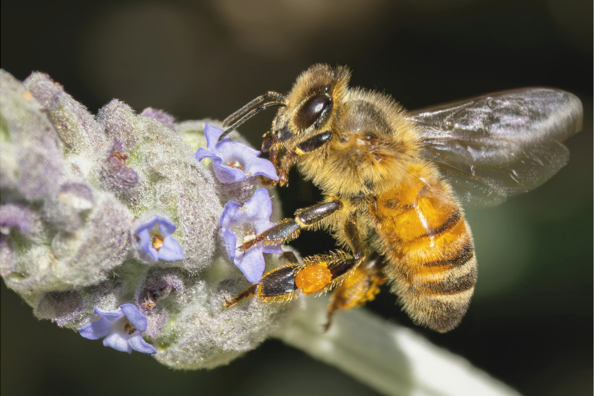 Strengthening biosecurity for Australia’s beekeepers image