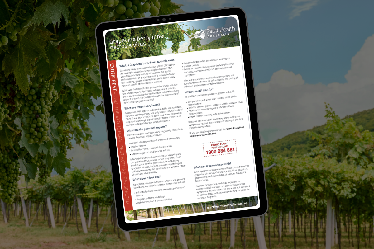 New factsheet supports awareness of Grapevine berry inner necrosis virus image