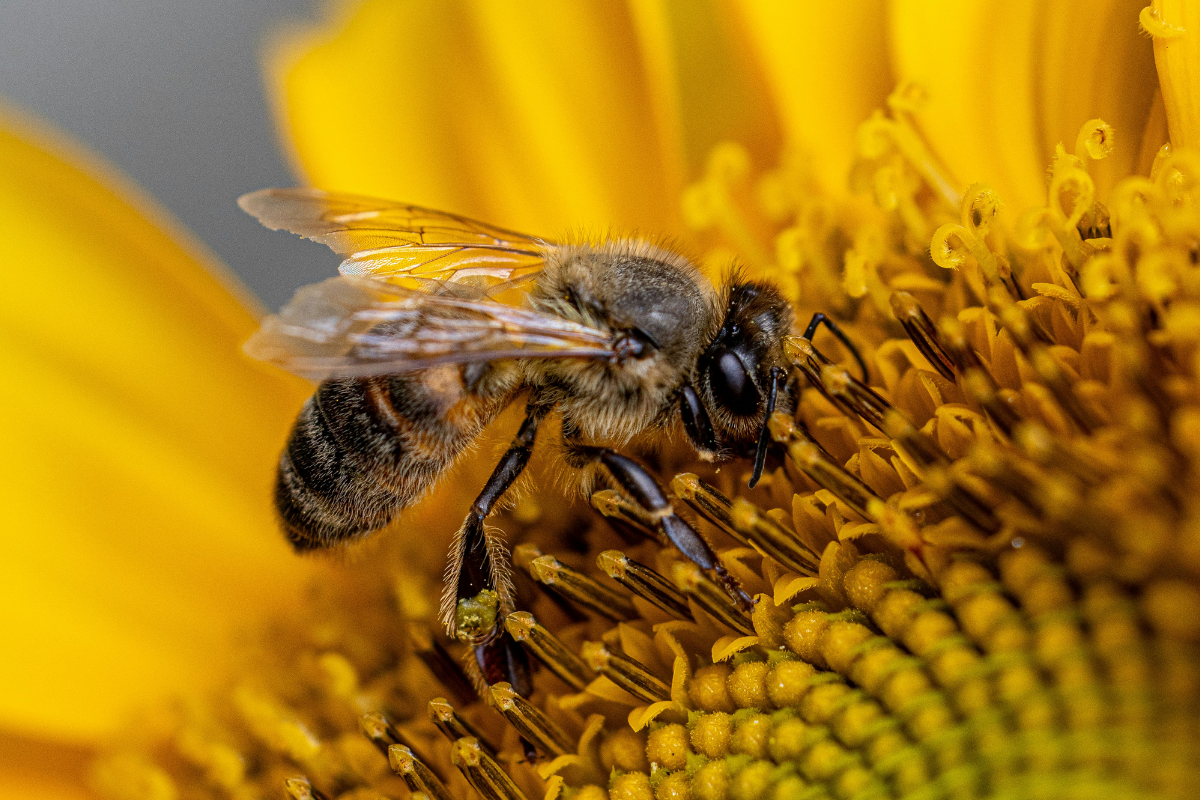 Enhancements to the Biosecurity for Beekeepers e-learning course image