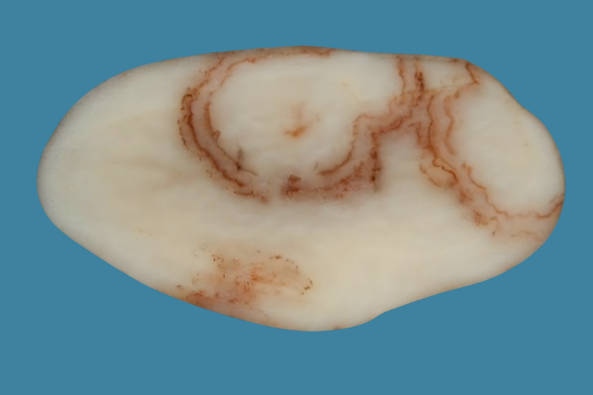 AUSVEG secures PMTV compensation for affected potato growers image