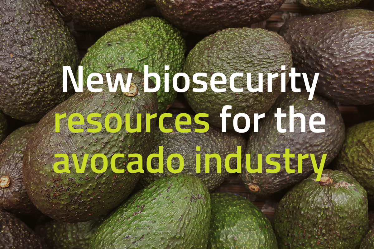 Building avocado biosecurity capability in 2026 image