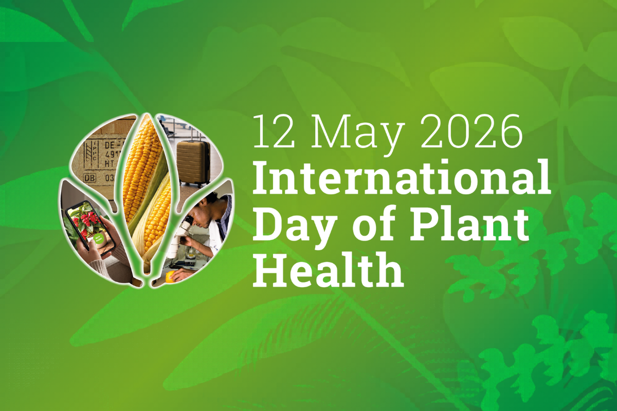 International Day of Plant Health 2026: Protecting our food security image