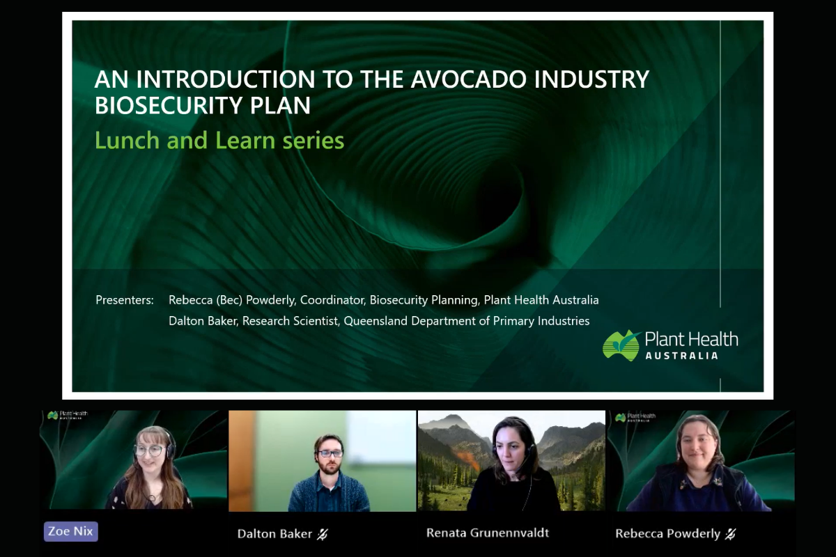 Lunch and Learn webinars for avocado growers image