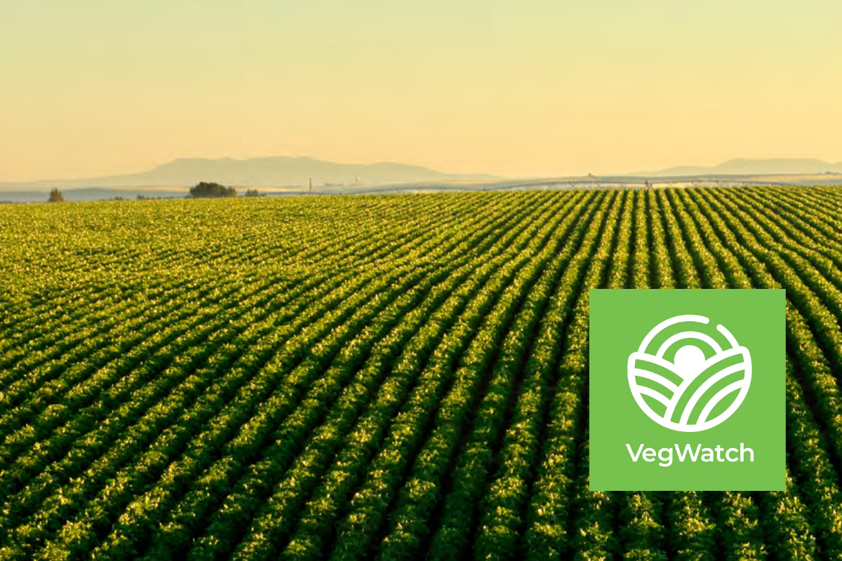 VegWatch continues to support vegetable industry preparedness image