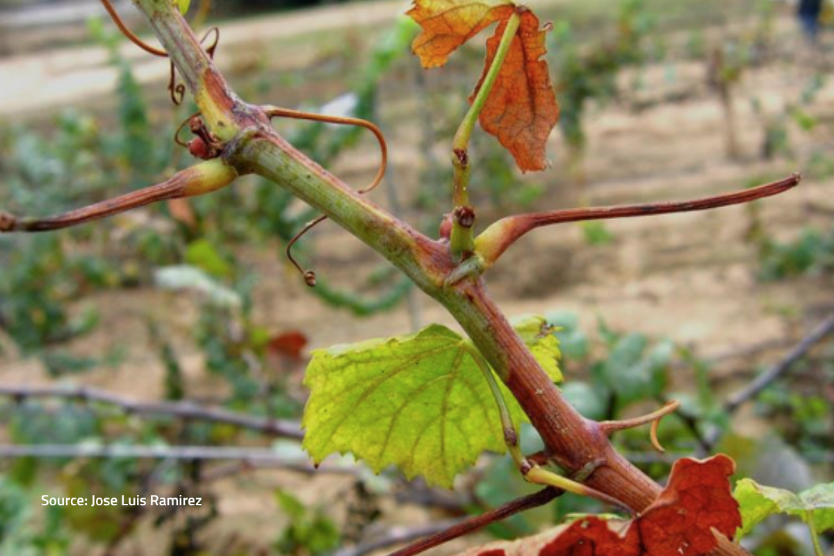 AUSPestCheck® provides evidence for Xylella freedom claims image