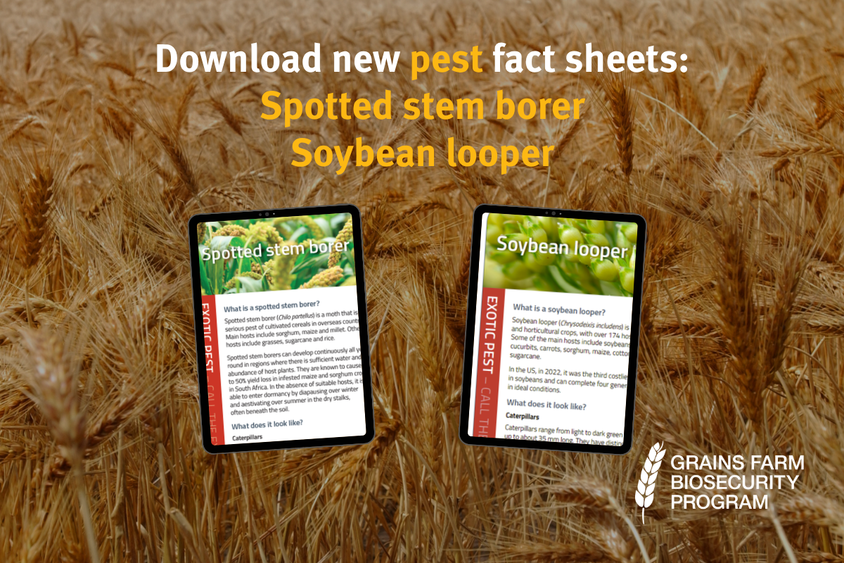 New fact sheets support summer crop pest awareness image