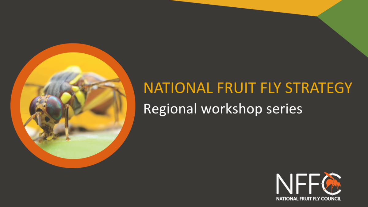National Fruit Fly Strategy development progresses image